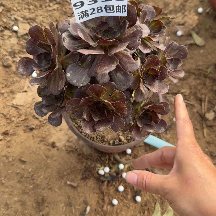 9318二号棚黑钻多肉A