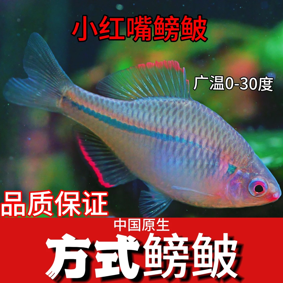 小型稀有方式红嘴鳑鲏鱼暗黑粗纹旁皮鱼菜板鱼原生溪流广温鱼饲料