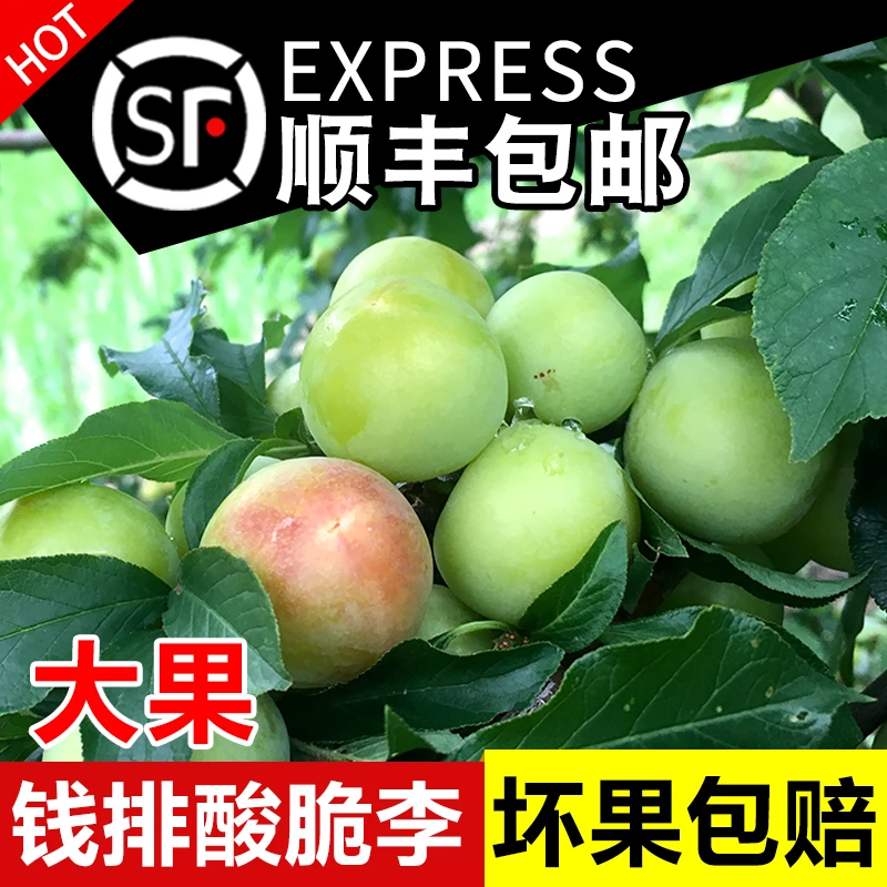 【顺丰明日达】广东钱排三月李子酸脆新鲜钱排三华李当季孕妇水果酸脆李整箱1/2/5斤包邮广东省