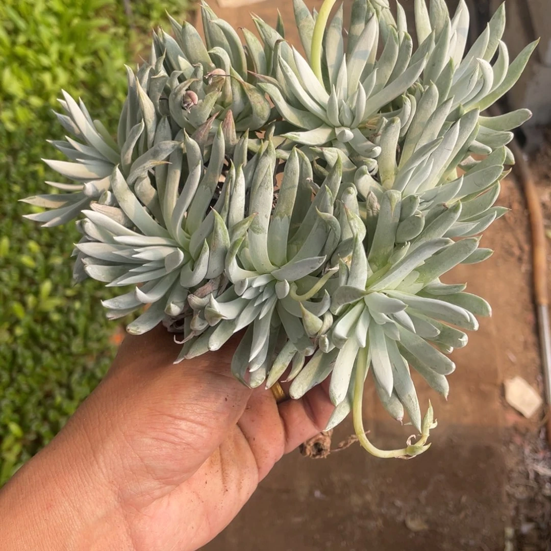 花**女奴婢吉娜仙女杯一物一拍