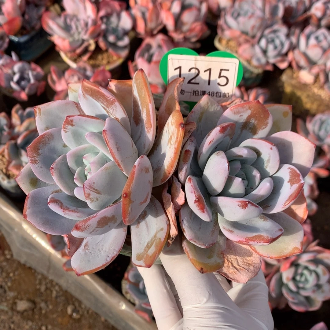 红皮韩版奶茶开播福利1215