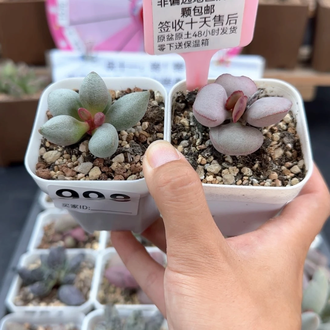 998白糖豆白肌红蛋