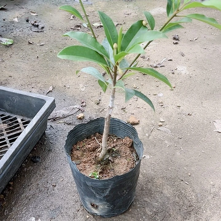 珍珠芭乐用****125678999