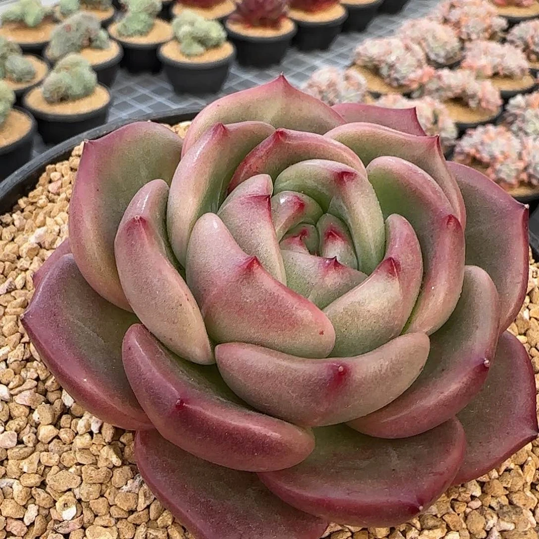 从前慢花园精选Q橙