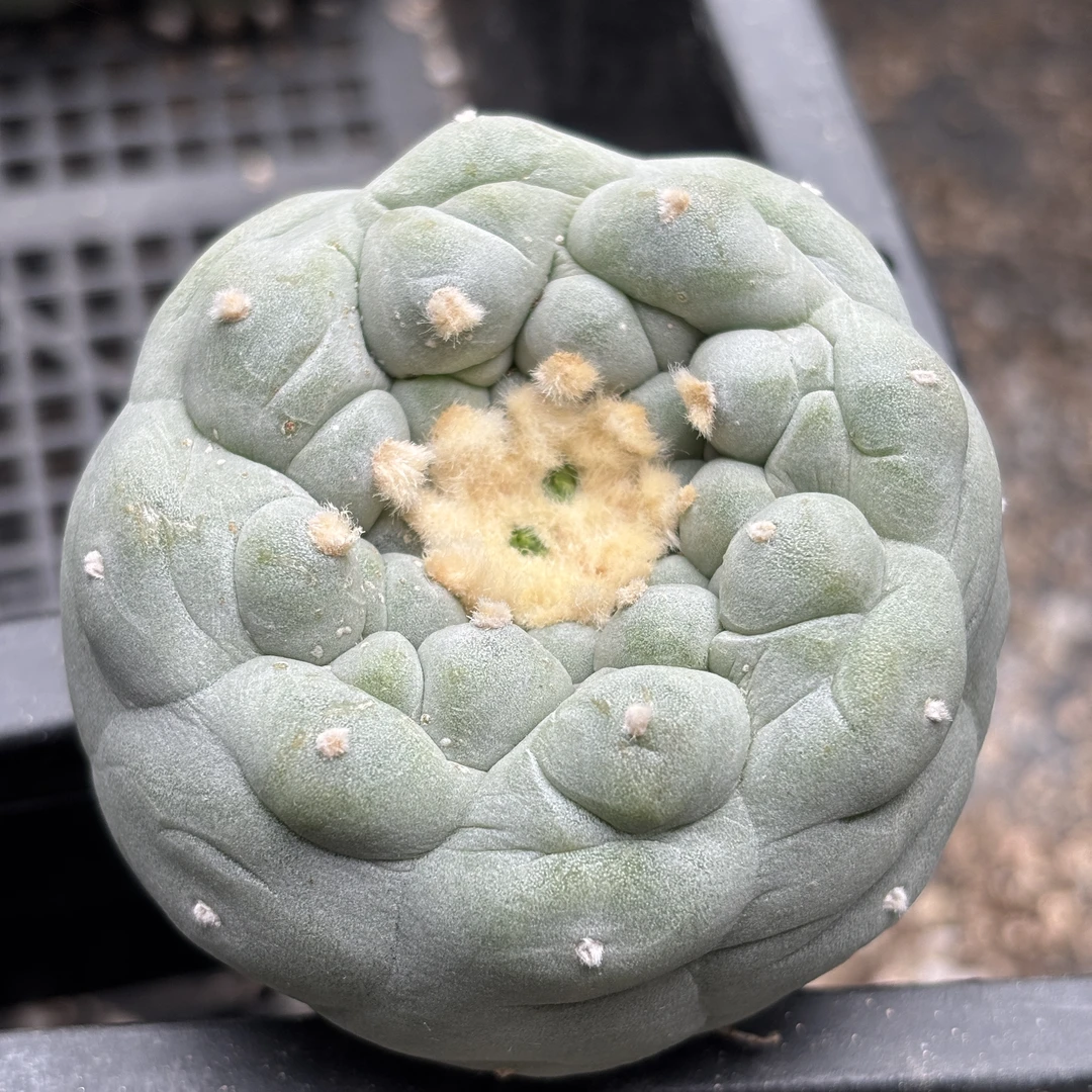 仙人球 有根点 一物一拍 232