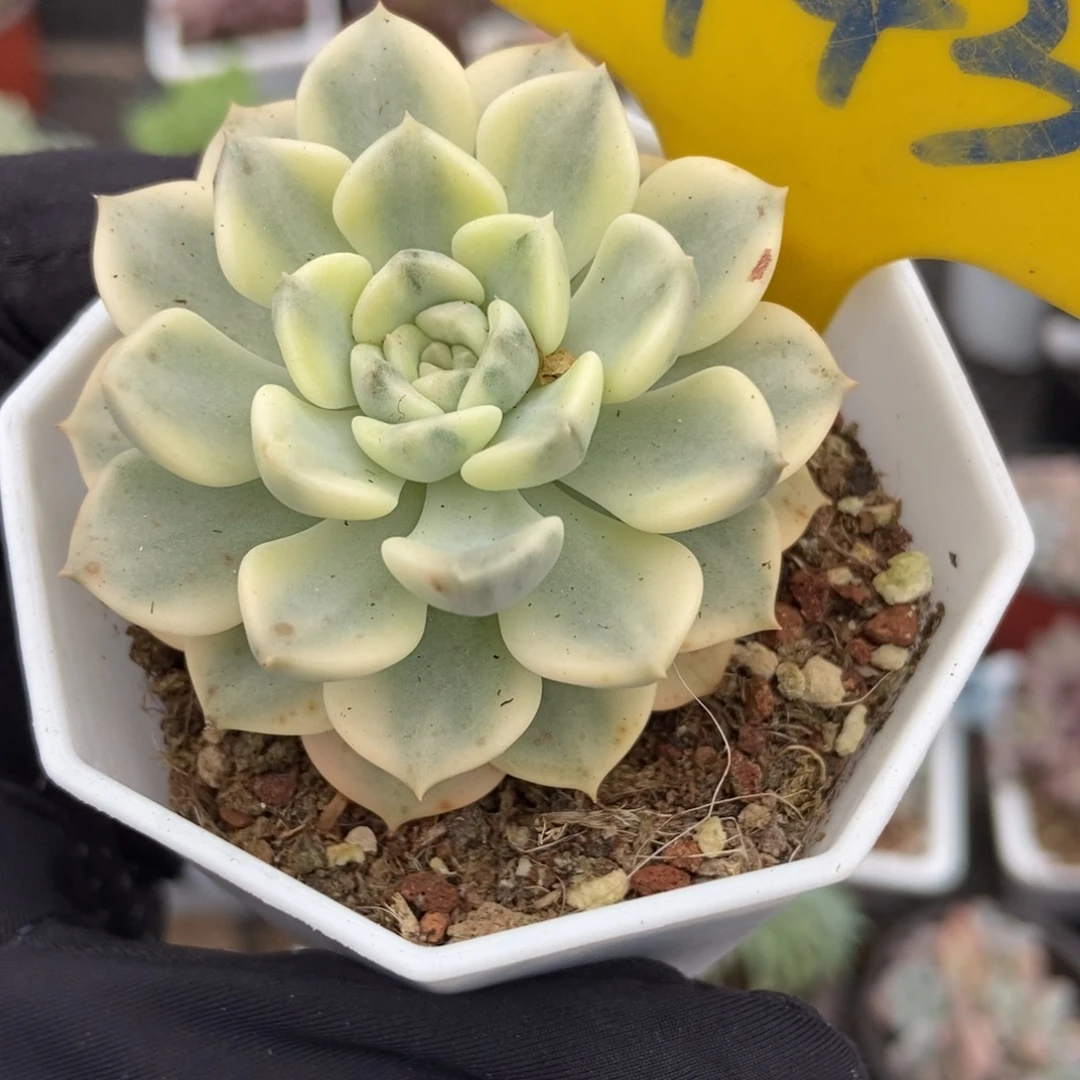 943布偶锦多肉植物