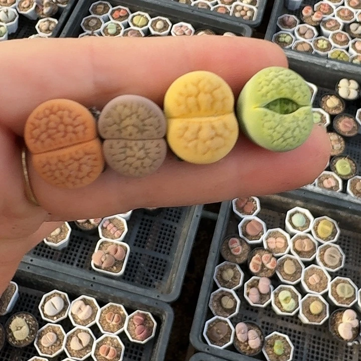 生石花等11111。   79