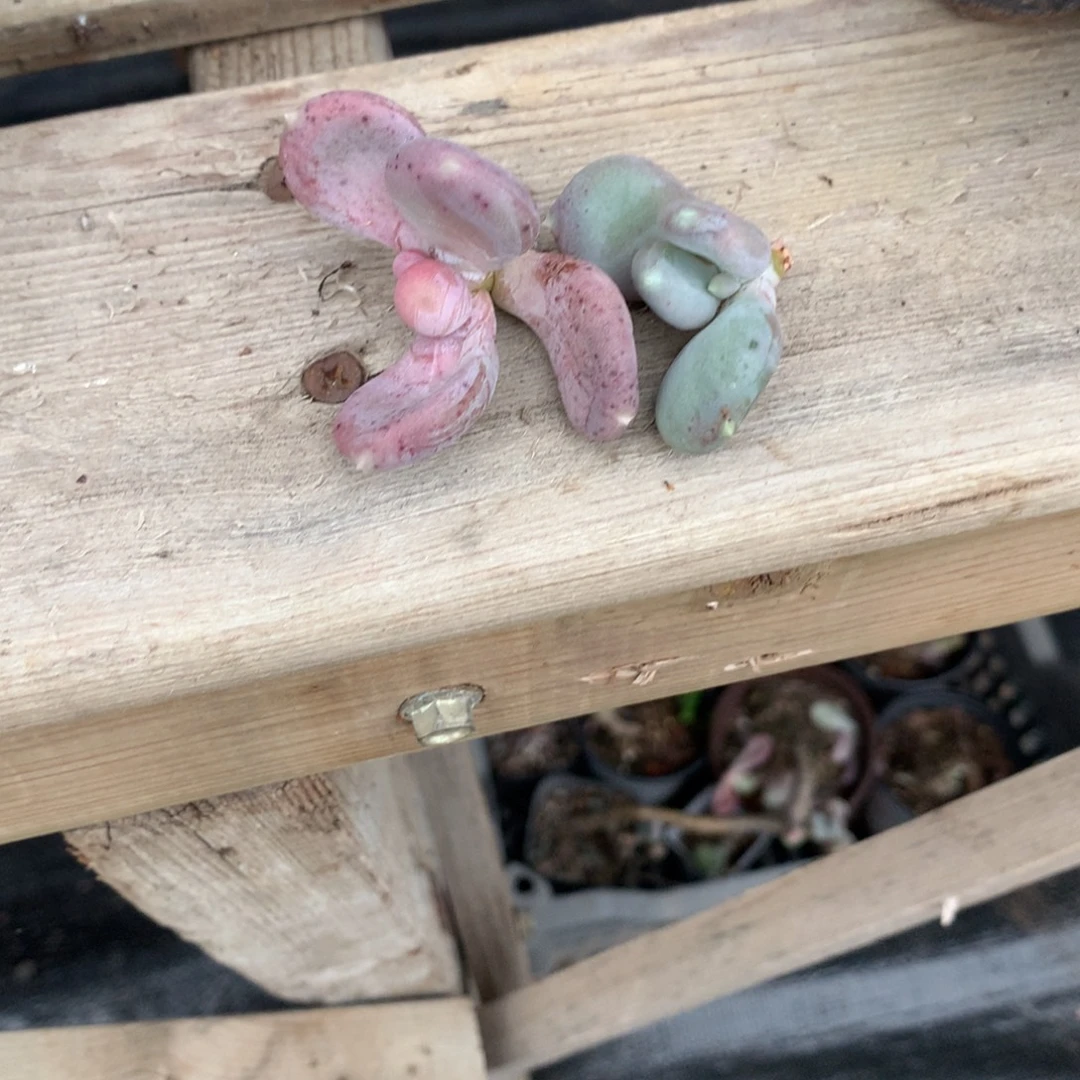 小屁桃奶酪多肉小屁桃