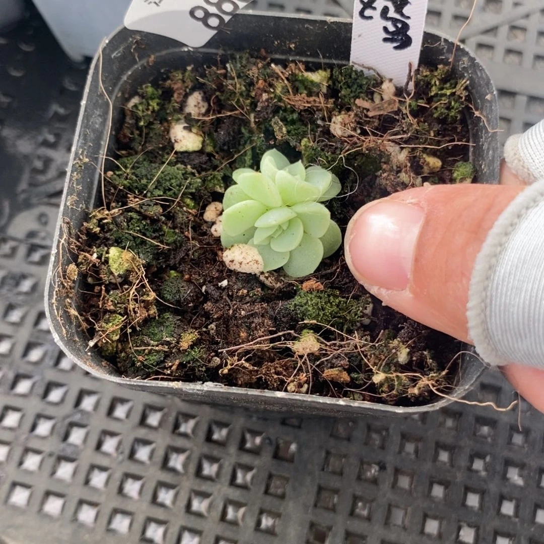 标签880纸鸢一个多肉