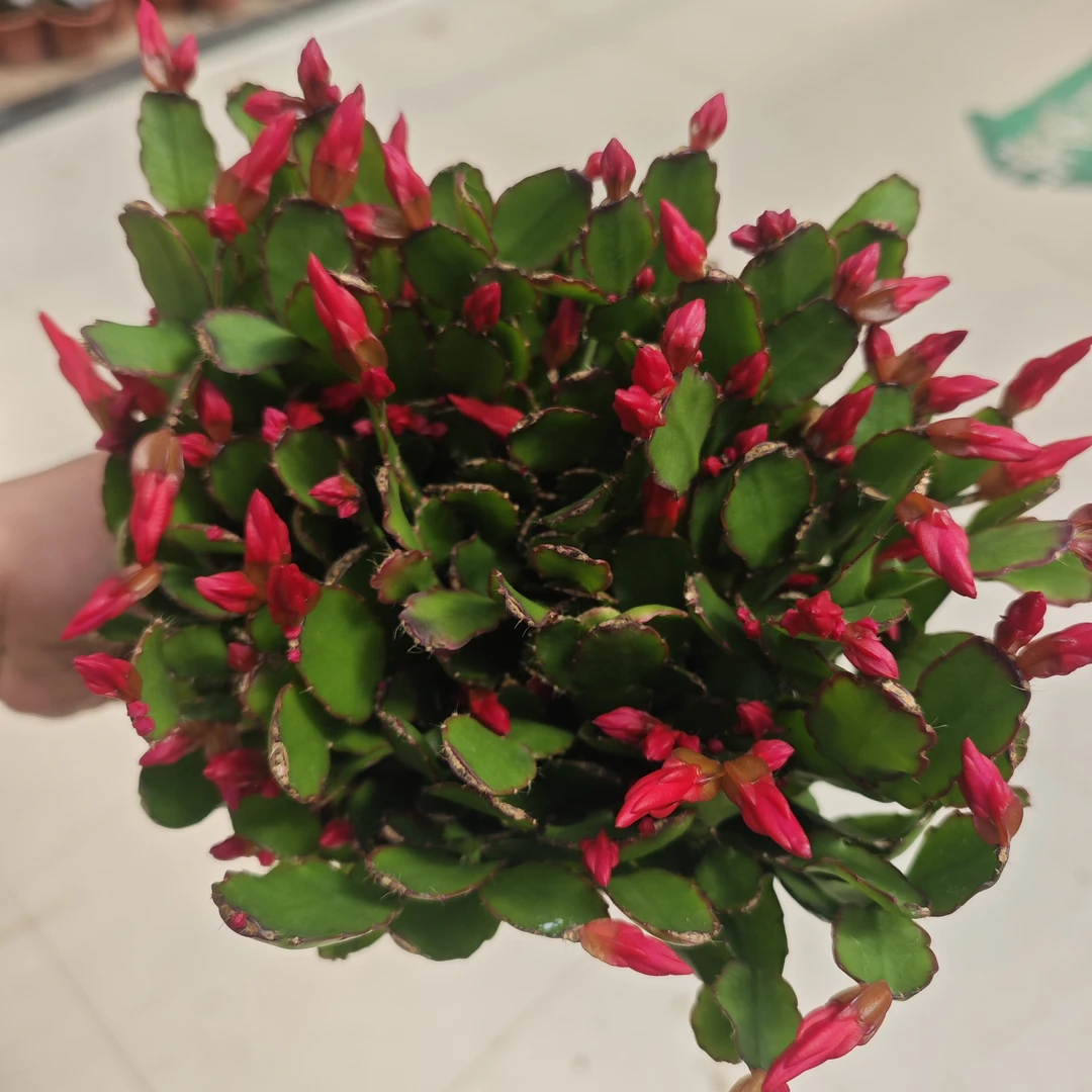 180杯仙指兰室内开花绿植