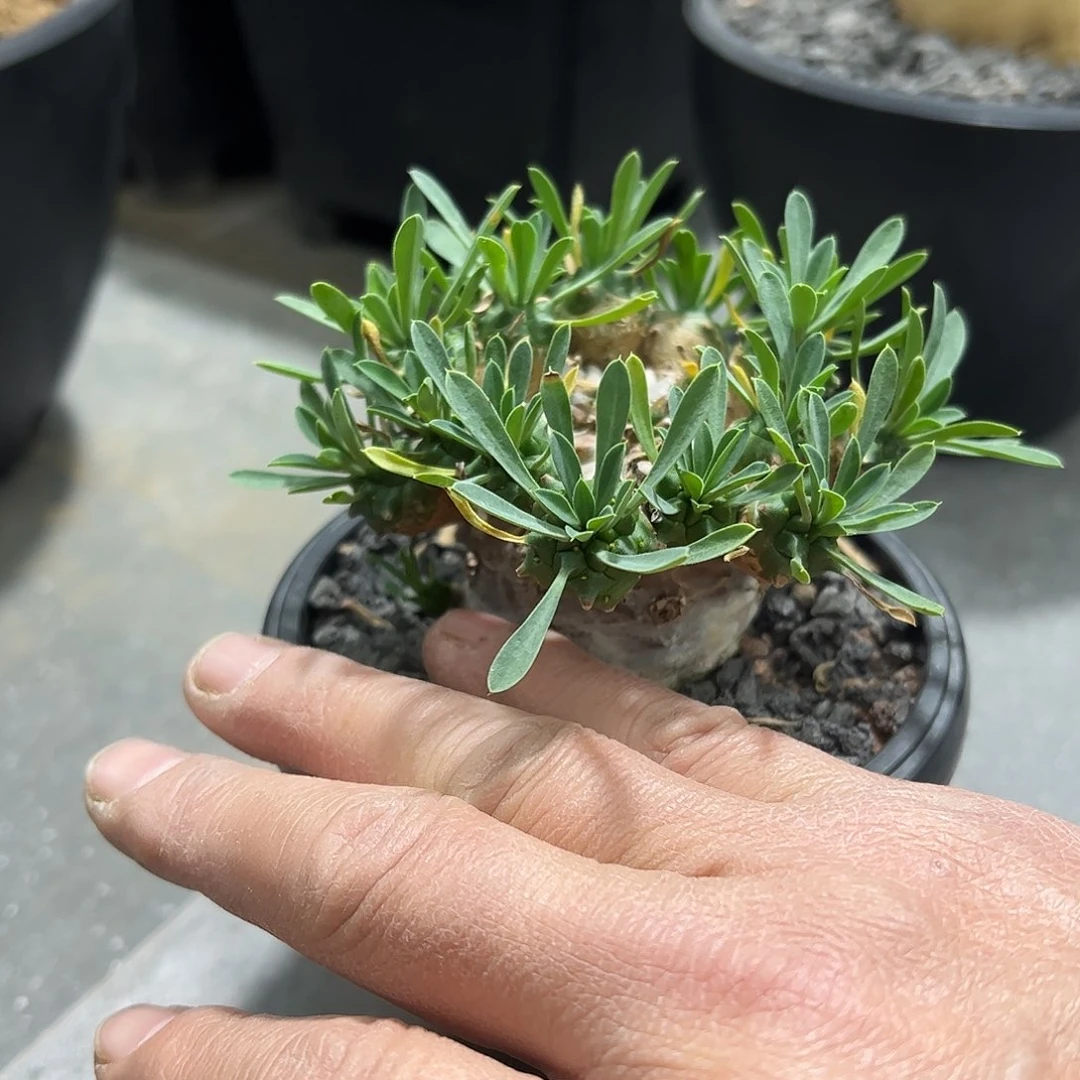 飘*峨眉山888888888