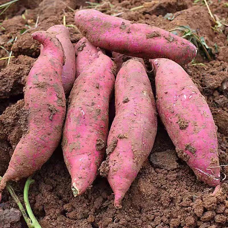 新鲜现挖老品种红皮白瓤白心红薯粉面干香板栗地瓜