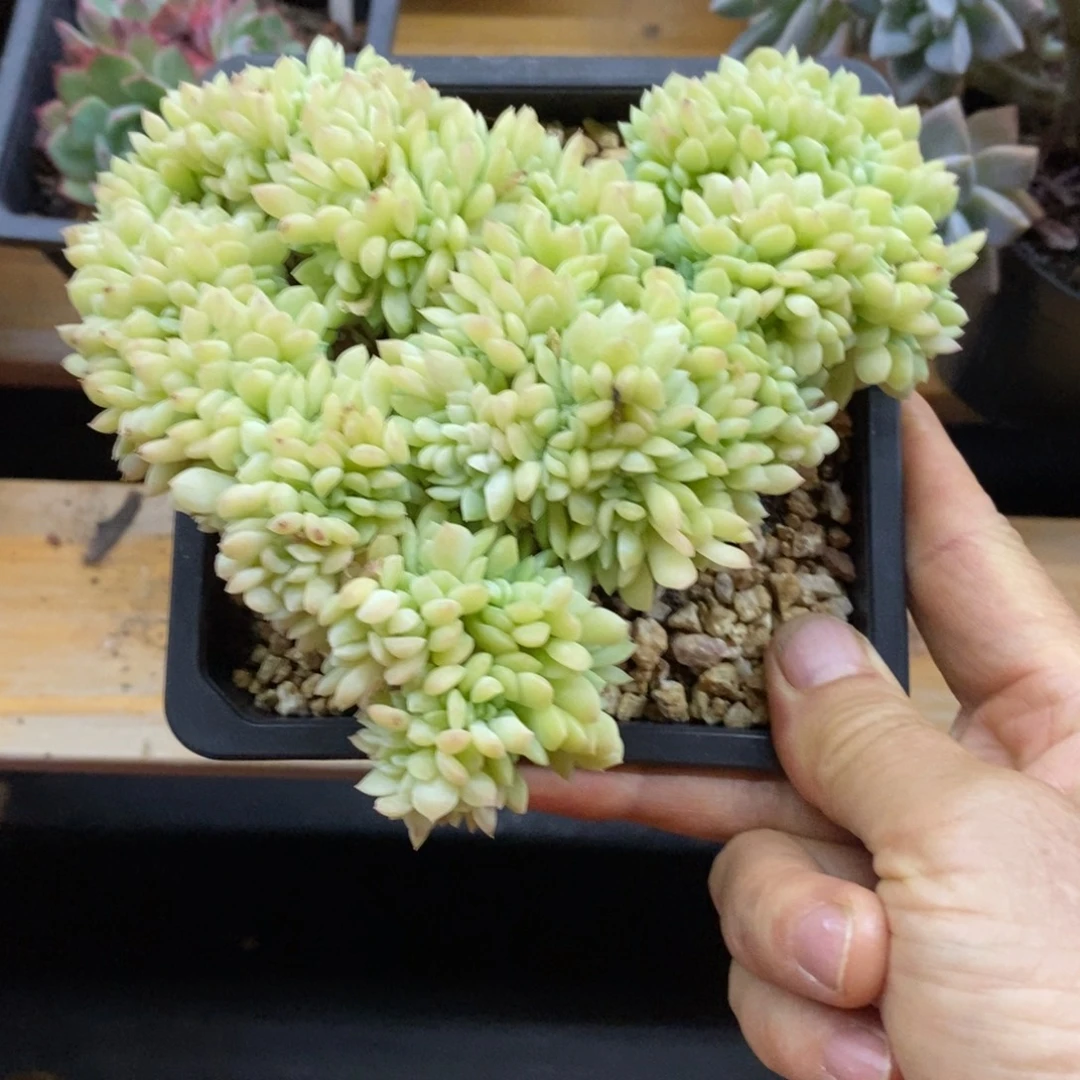 精品多肉一物一拍不包整121