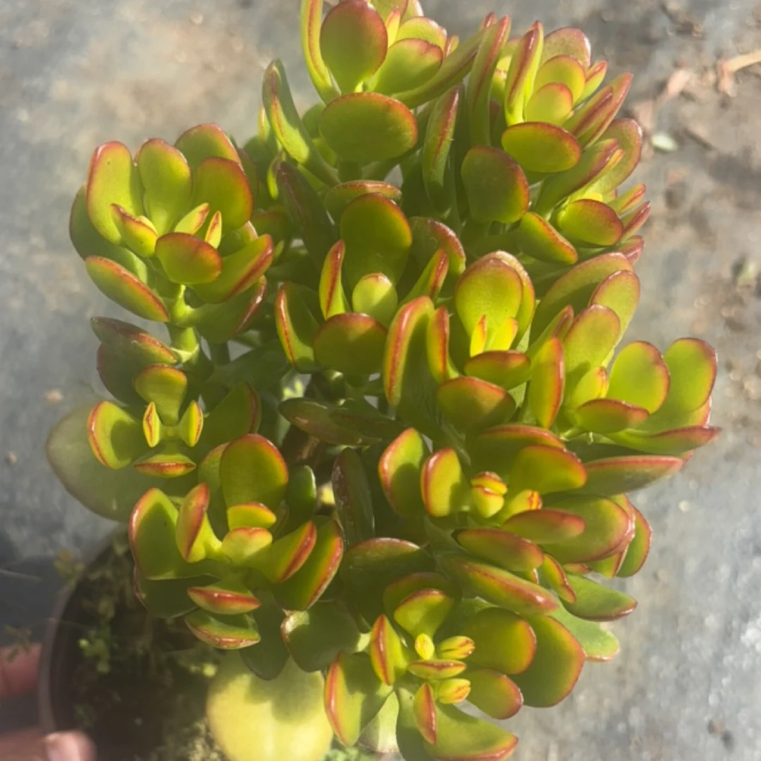 姬红花月 多肉植物新手好养（全店满9.99包邮）
