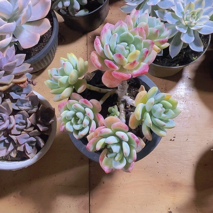 厦****）000000000000442