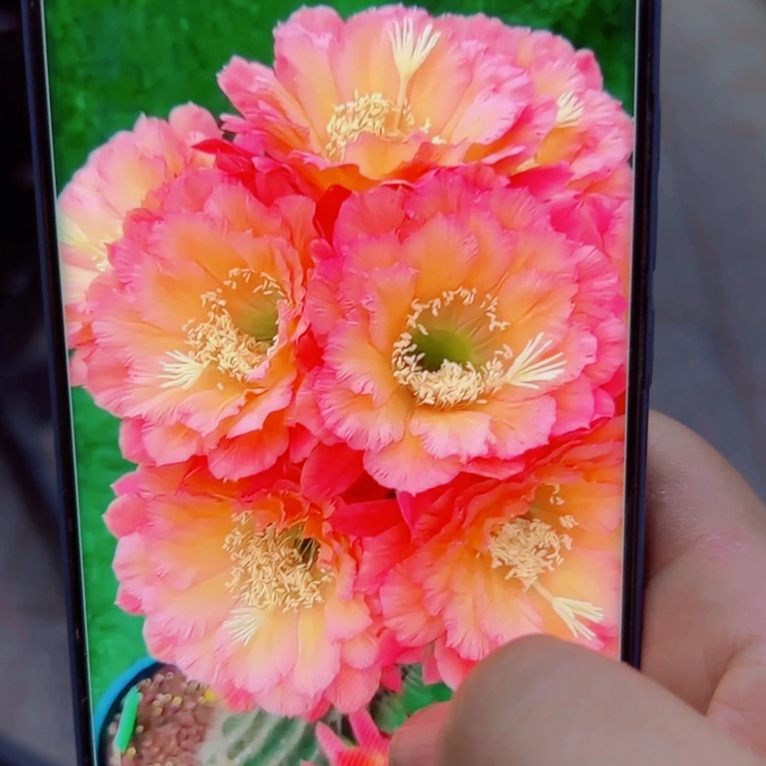 下21毛牛牛歪无根侧芽4公分左右20包邮