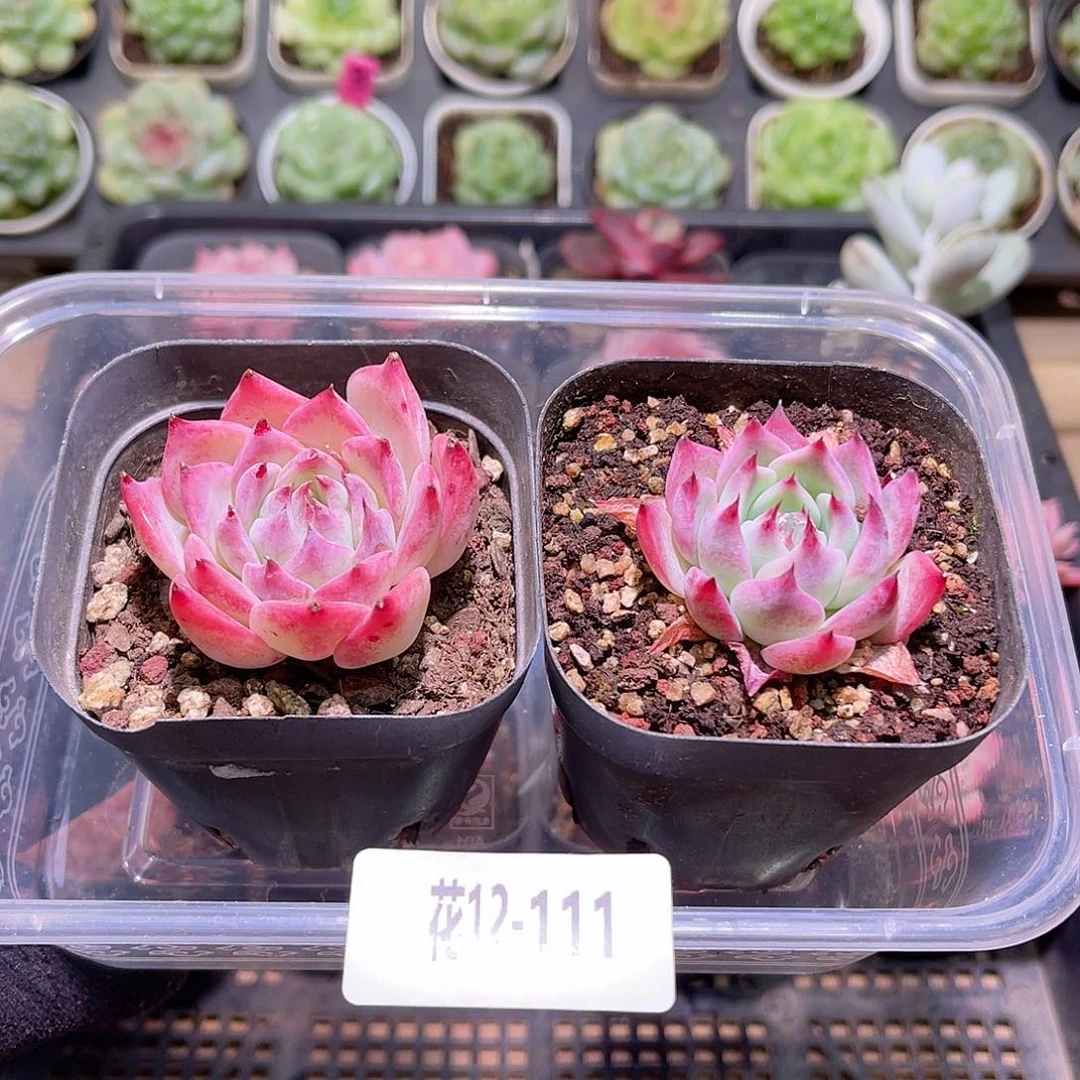 花利美12-111吉娃娃2颗