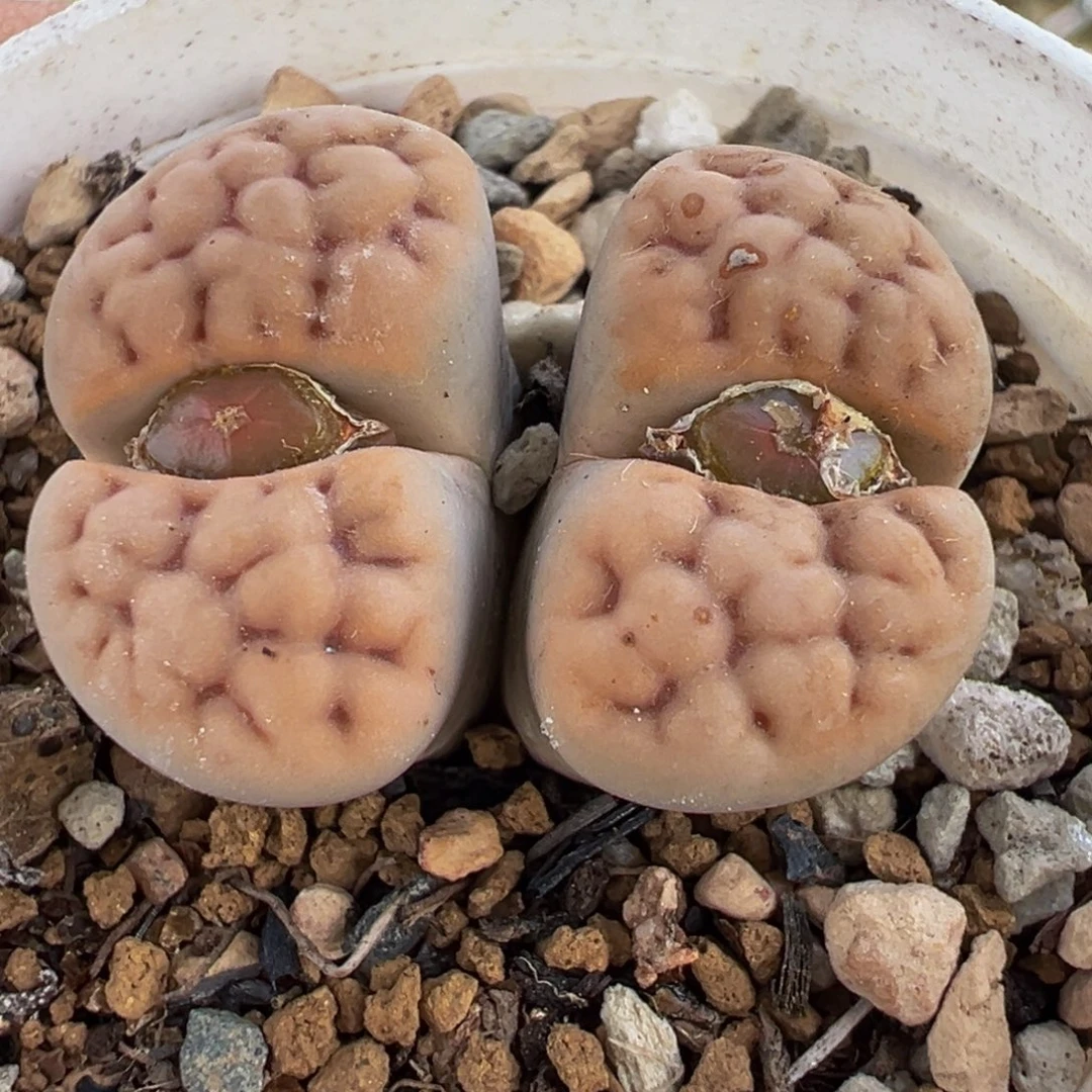 251多肉植盆栽植物