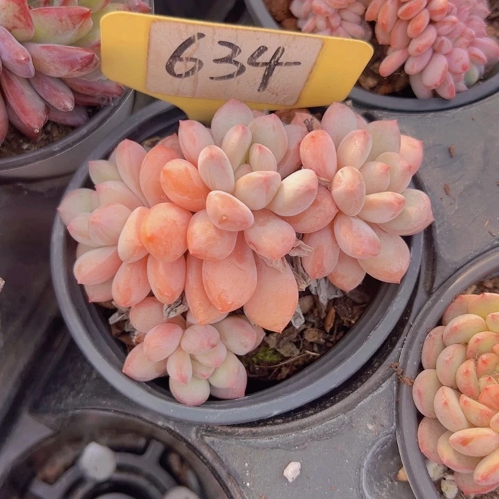 健健康康平平安安