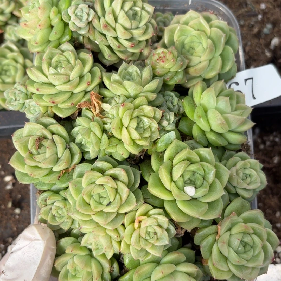 多肉植物多肉植物67