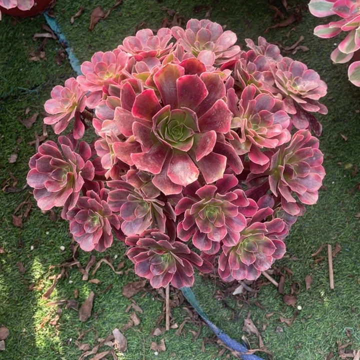 5号精品法师锦凤冠