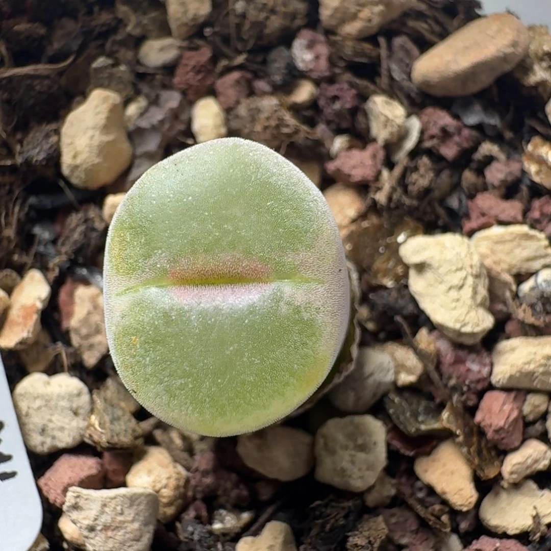 粉女带盆土。    25-198