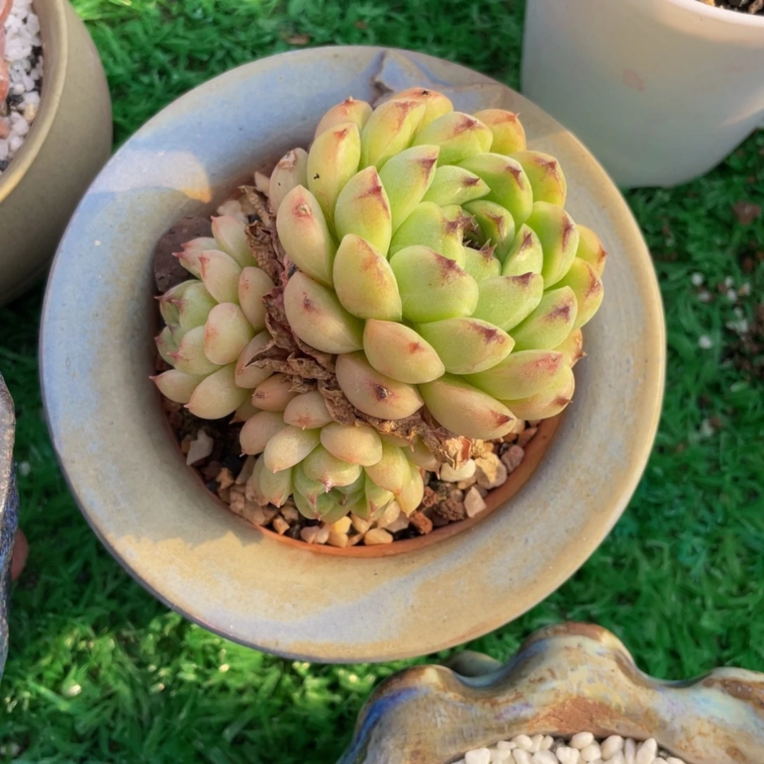 多肉植物盆栽多肉植物