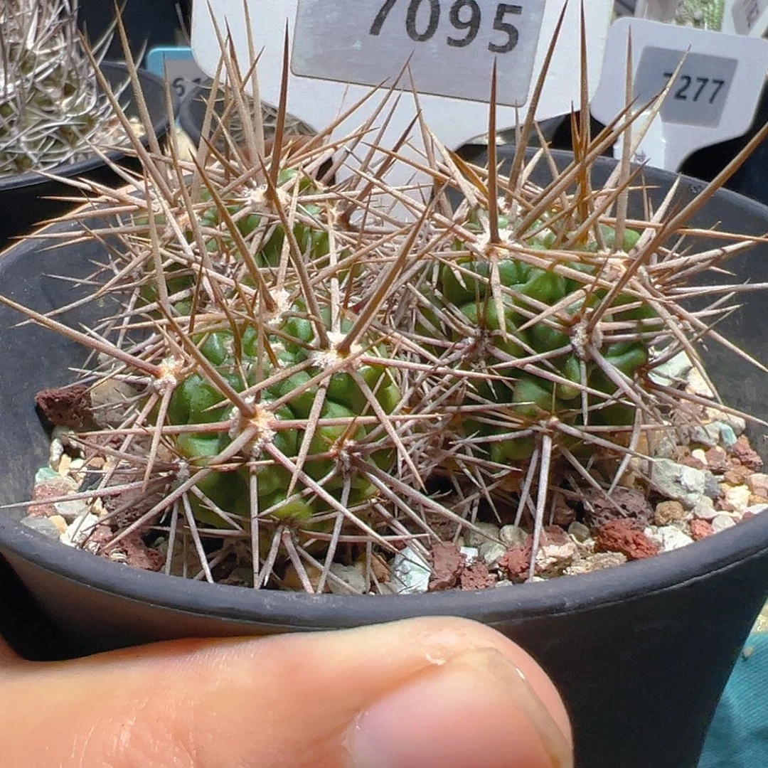 7095强刺恐龙丸群实生裸根发