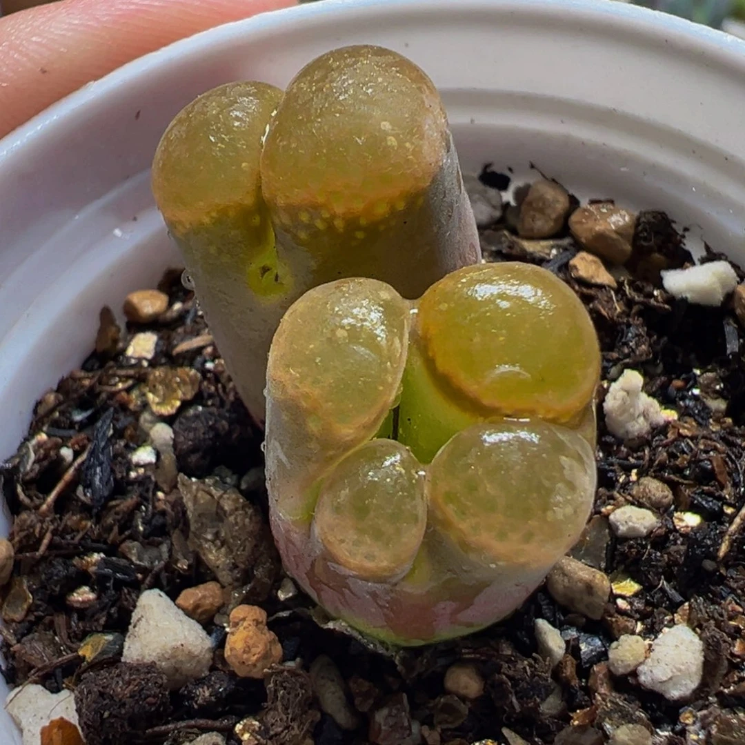 2541多肉植物种类多样