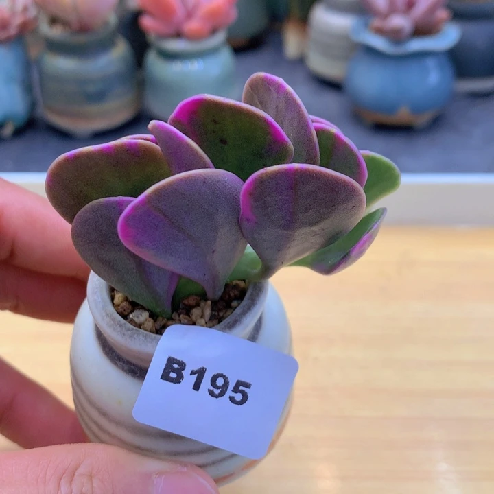 一物一拍满38包邮B195