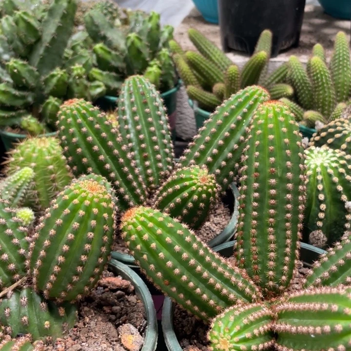 进口金妞金1群生保四五头