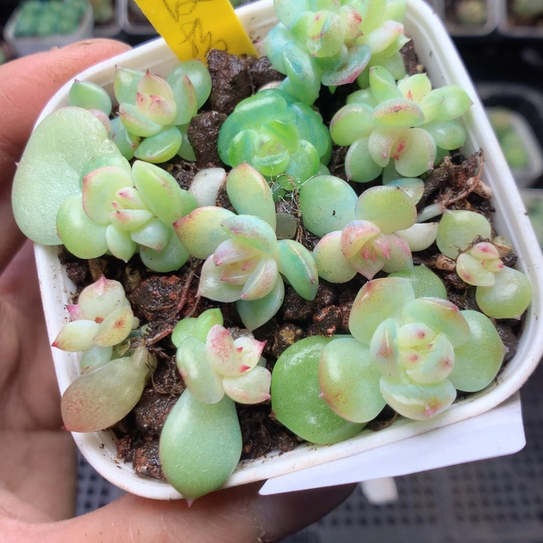 无花朵W159yyyyyyyy