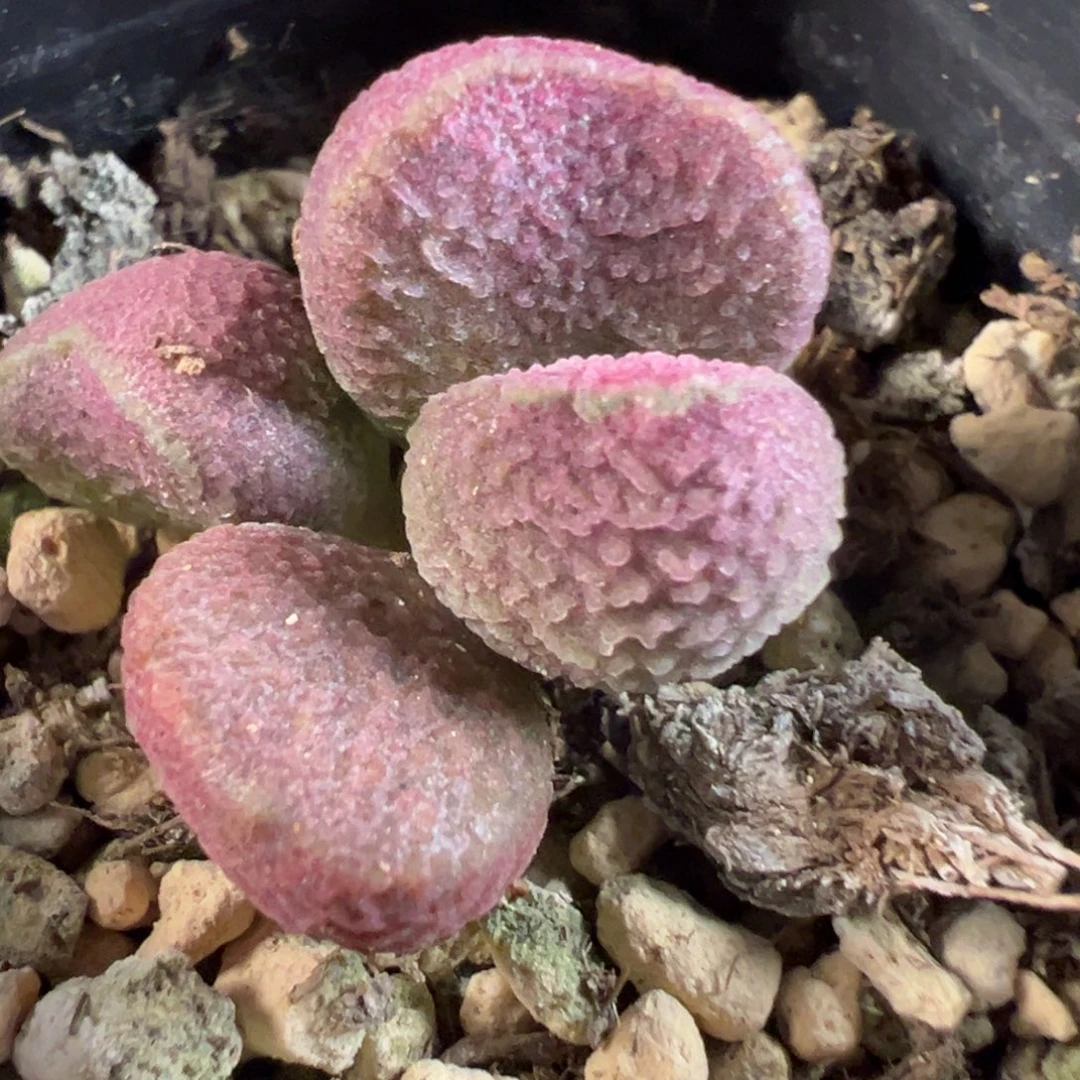 夏娃水泡多肉植物水泡