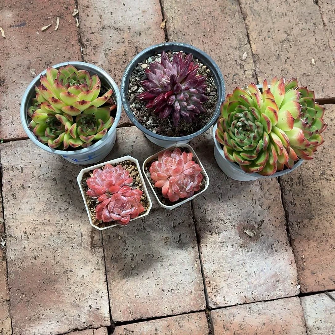 京***京月亮石2，冰魄2，红鱼1脱土发货