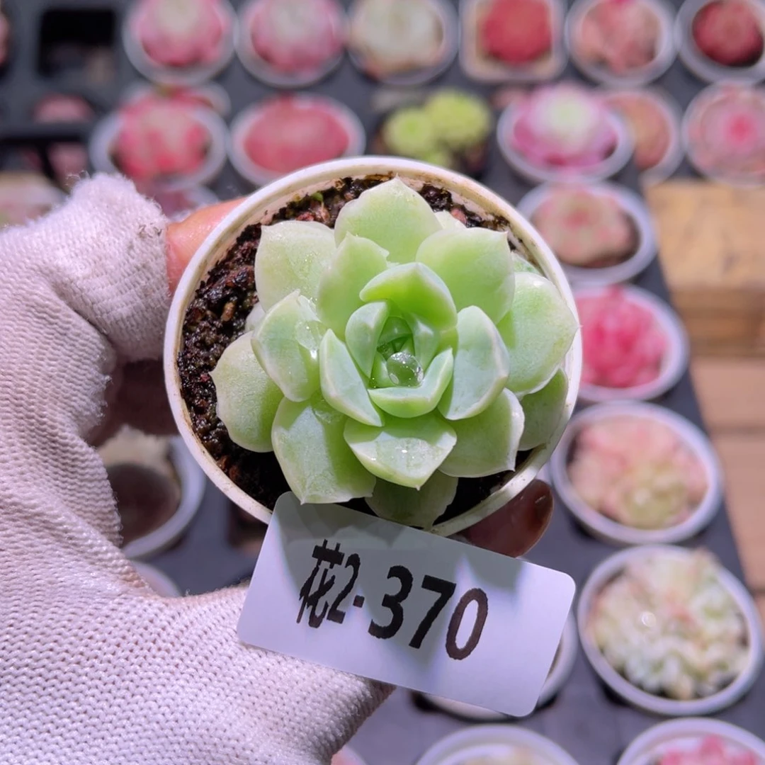 花02-370新品单头