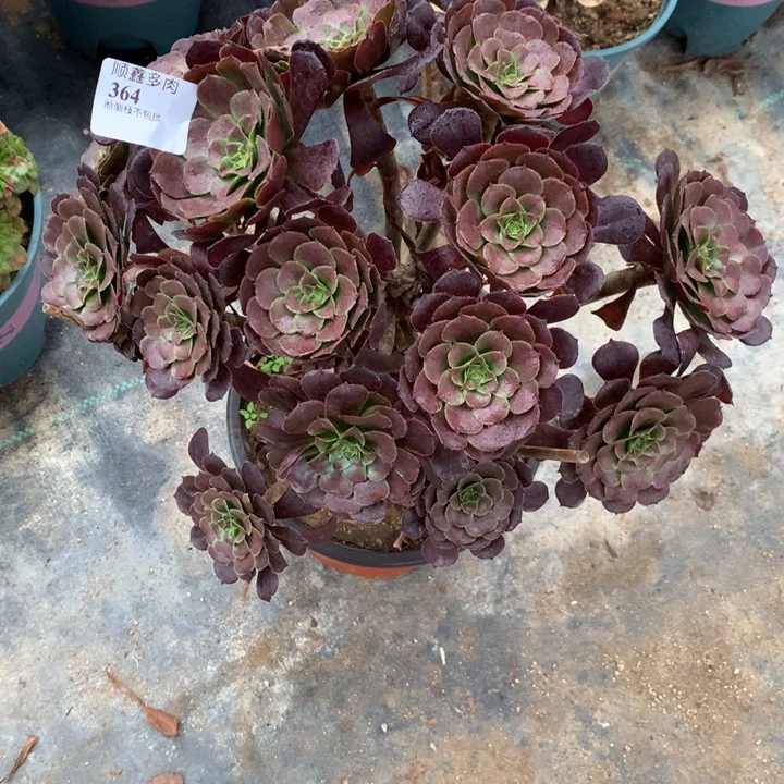 364黑萝莉多肉植物特价