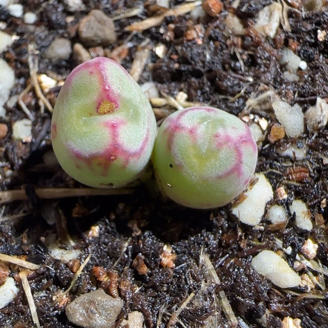 肉锥多肉植物百科-红线元宝561