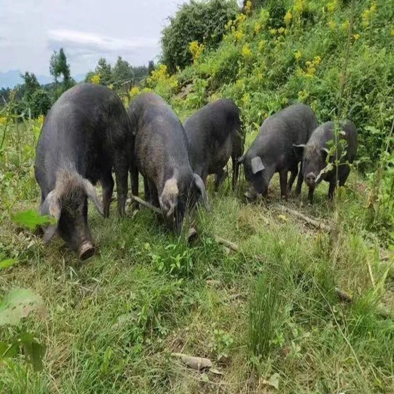 【边排】正宗散养吃草一年半黑土猪跑山猪排骨边边京东冷链速冻发货