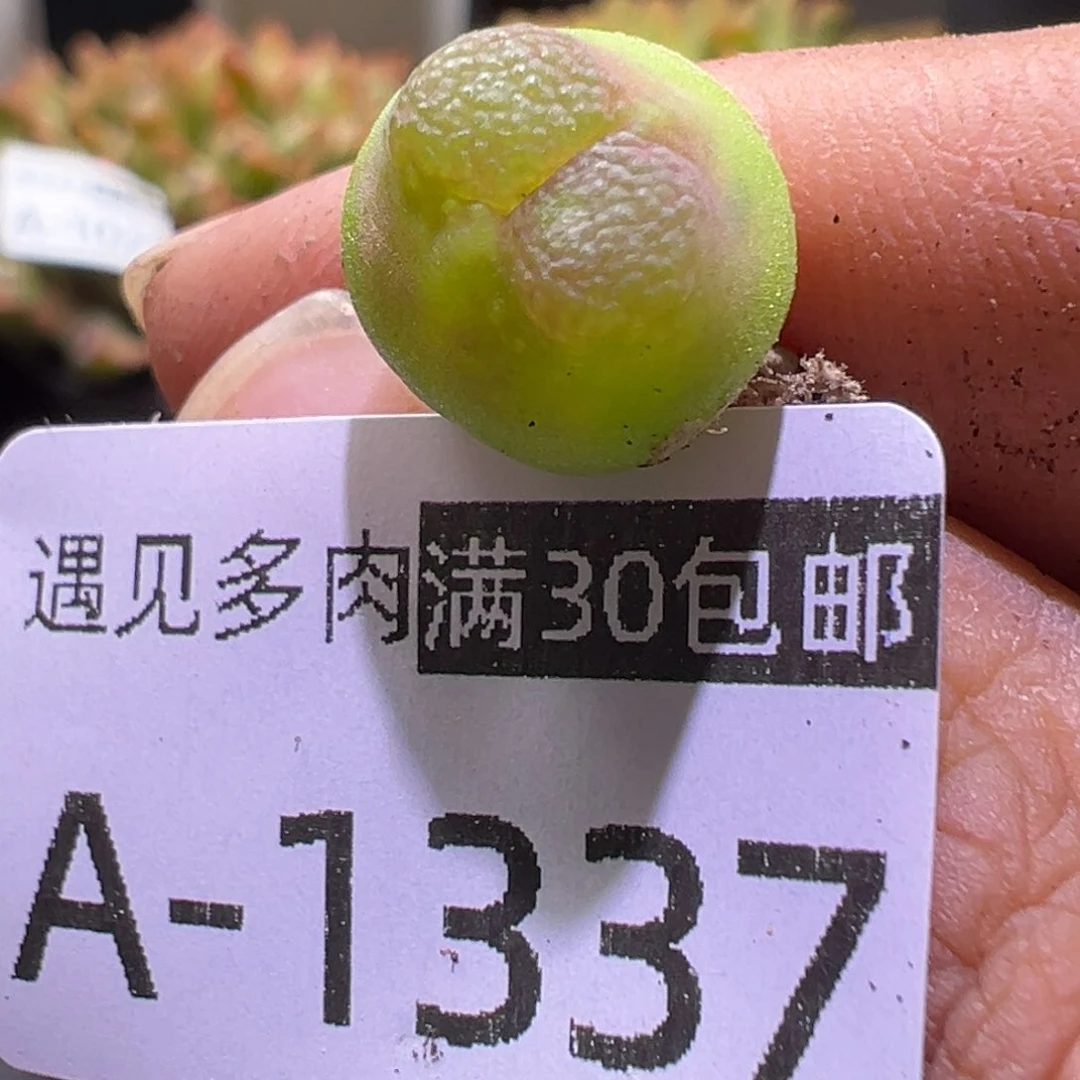 多肉植物11111111111111111