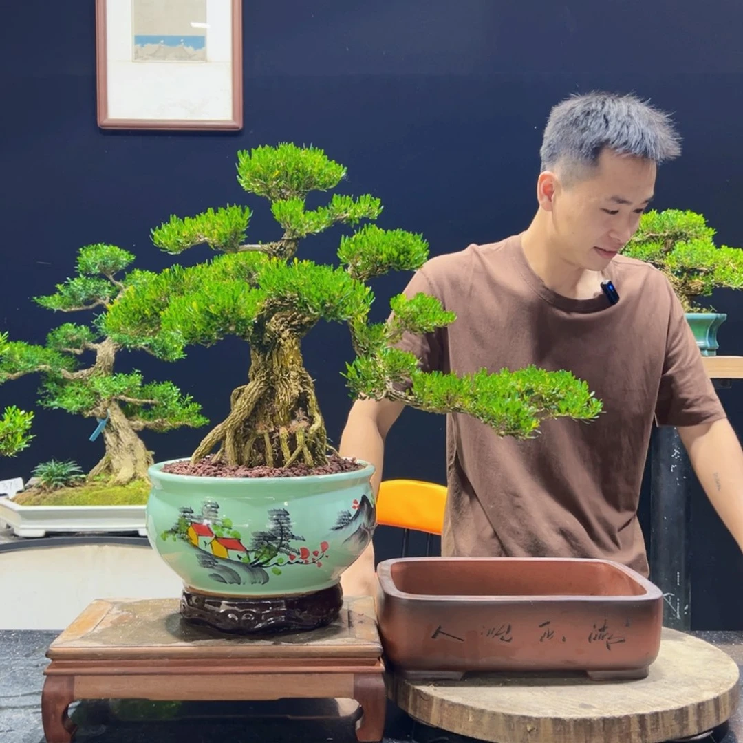 无花朵，****~黄杨盆景四季常青