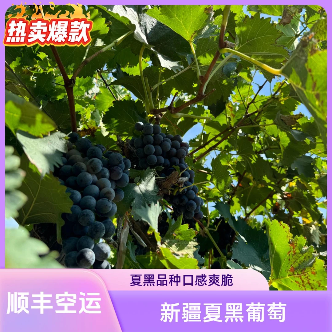 【中秋特惠】绿色食品A级认证新疆夏黑葡萄爆甜肉厚紧实产地顺丰