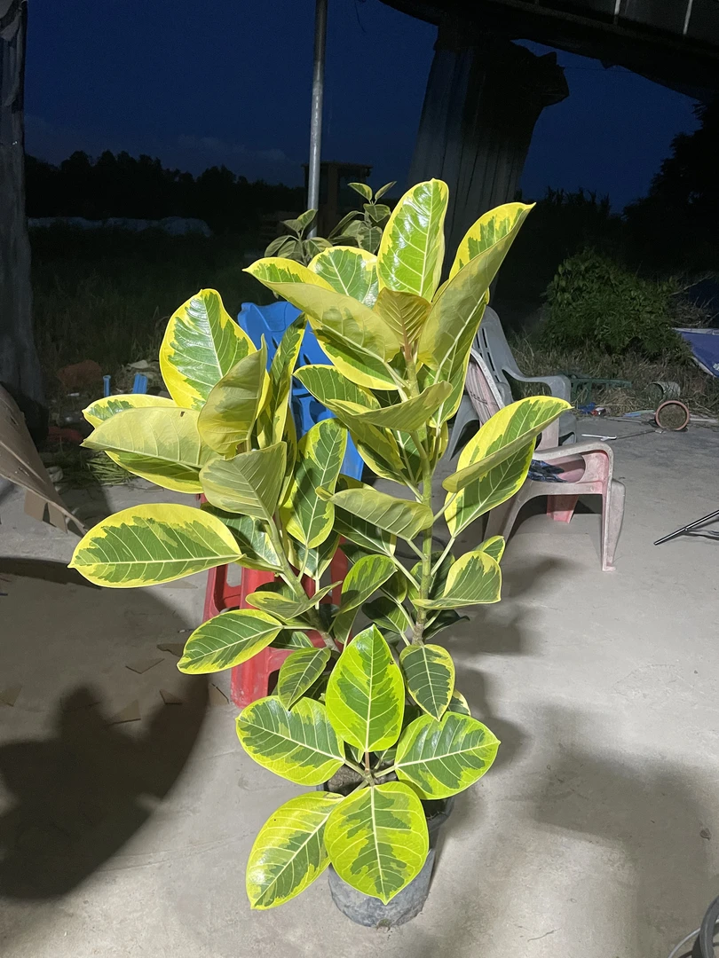 花叶富贵榕盆栽室内四季常青净化空气好养绿植