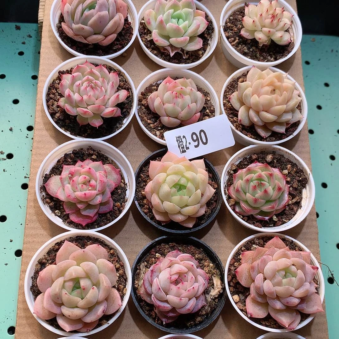 2-90一物一拍带盆18颗