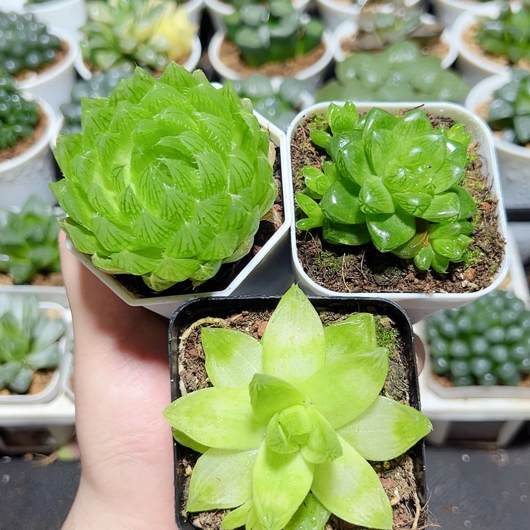 三颗新人福利玉露