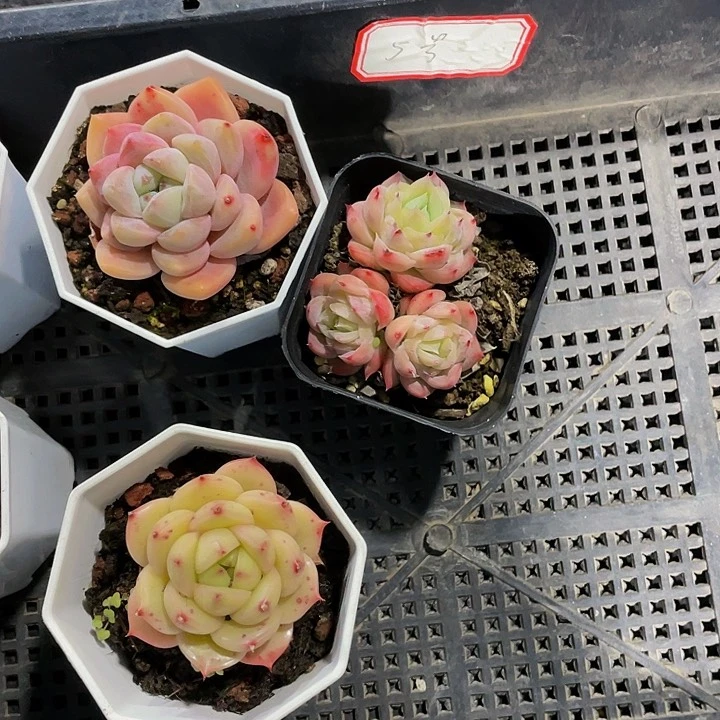 轻*5号筐带盆土发货
