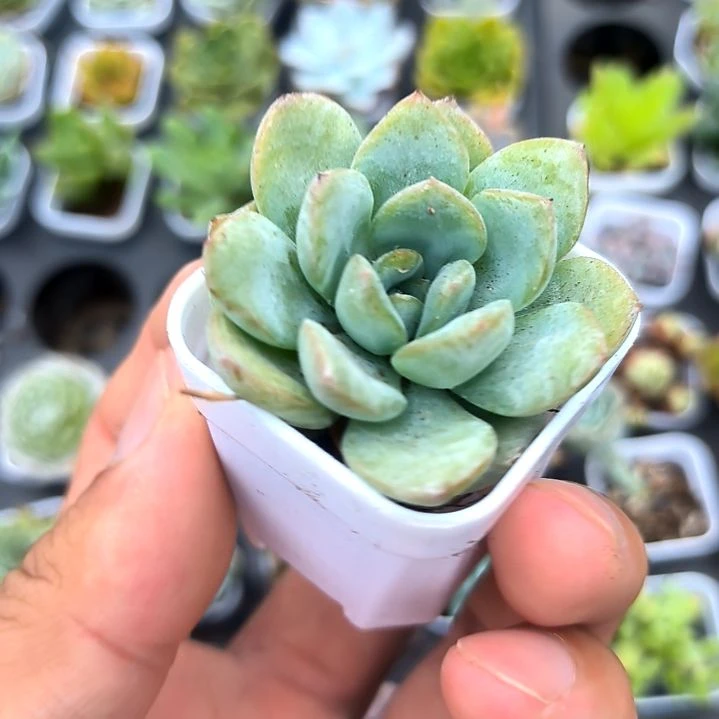 泡芙一颗，满5元包邮