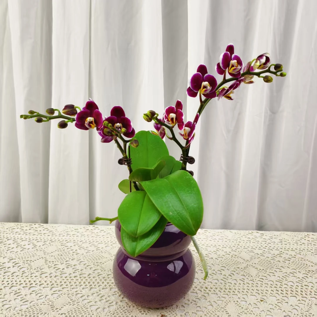 桦艺优选【双巧克力】蝴蝶兰绿植花卉艺术高级盆栽植株很好养