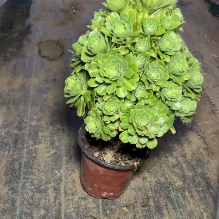 6翡翠琉璃多肉植物多肉