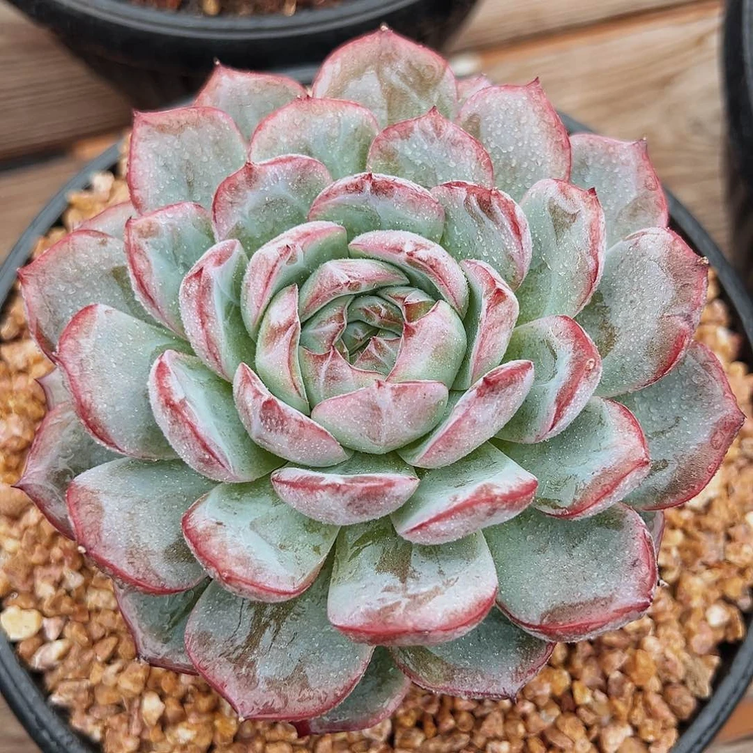 6-30-7精控草莓二号