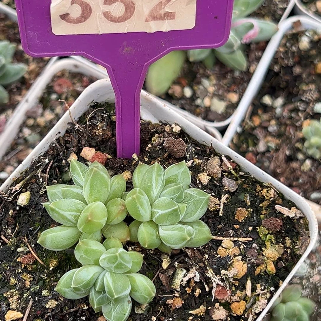 雪花美人多肉植物352